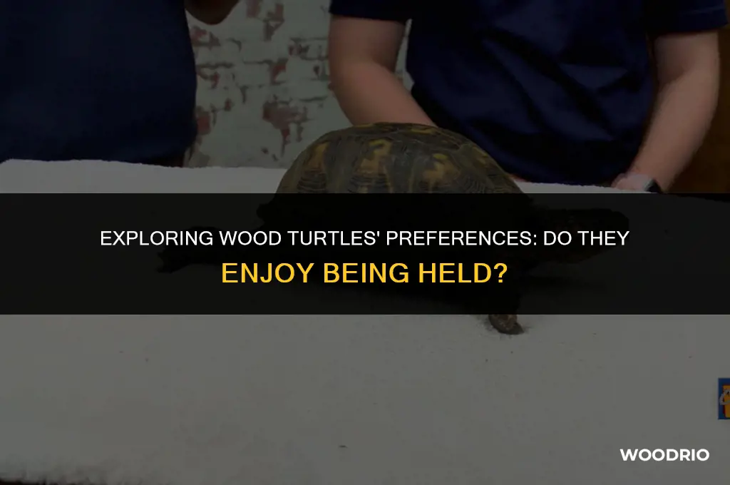 do wood turtles like to be held