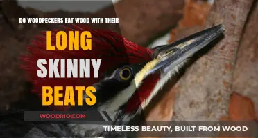 Woodpeckers' Long Beaks: Do They Really Eat Wood?