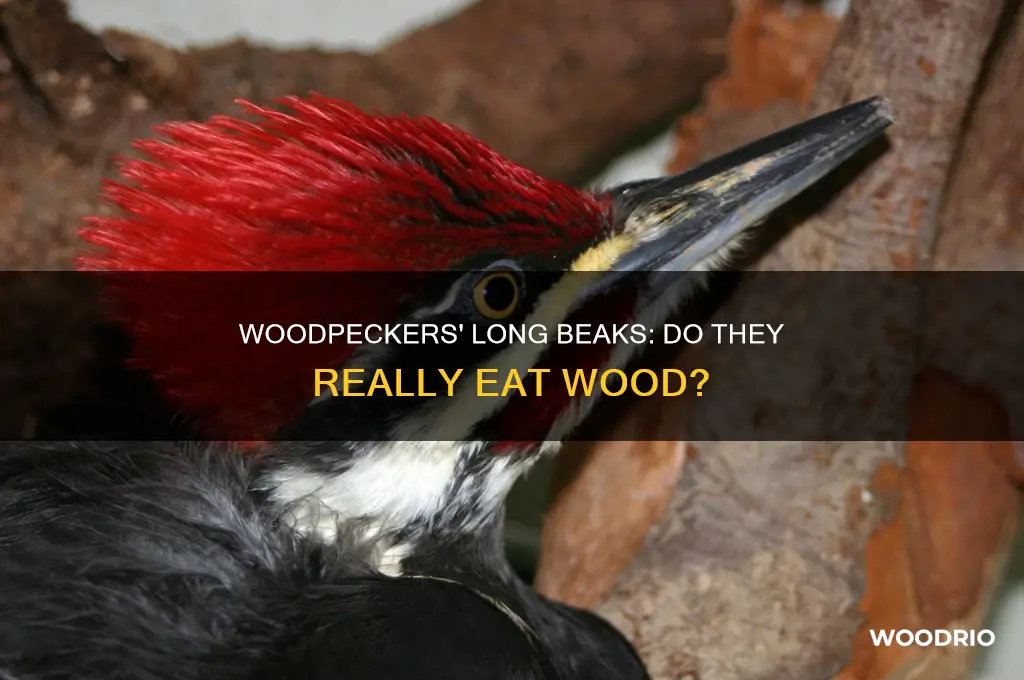 do woodpeckers eat wood with their long skinny beats