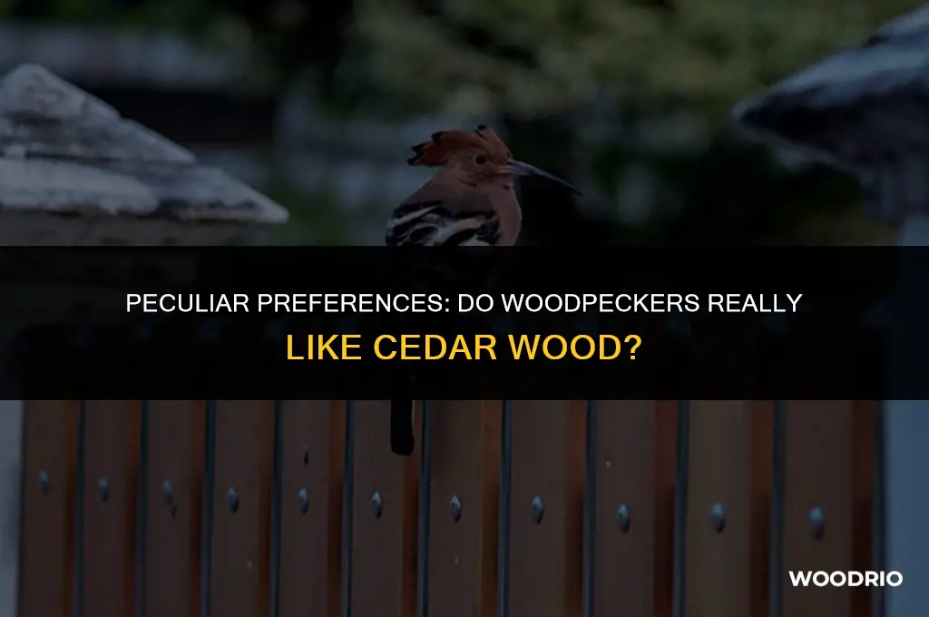 do woodpeckers like cedar wood