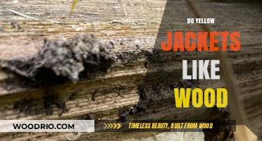 Nature's Carpenters: The Surprising Wood-Loving Habits of Yellow Jackets