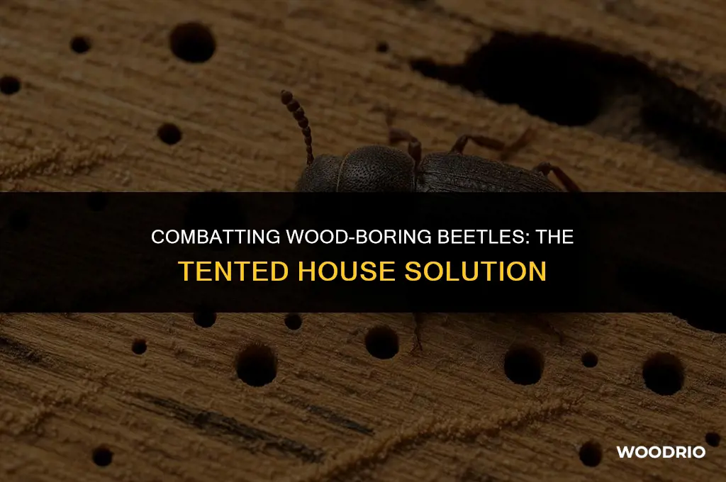do you treat wood boring beatles by tenting a house