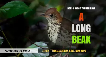 Wood Thrush Beak Length: Long or Short? Unveiling the Truth