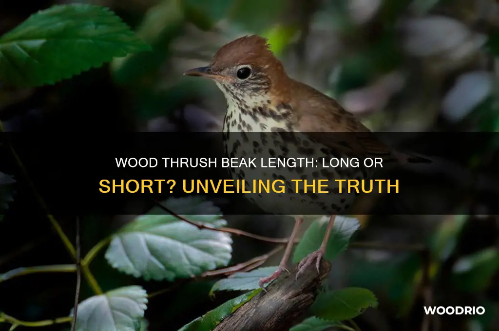 does a wood thrush have a long beak