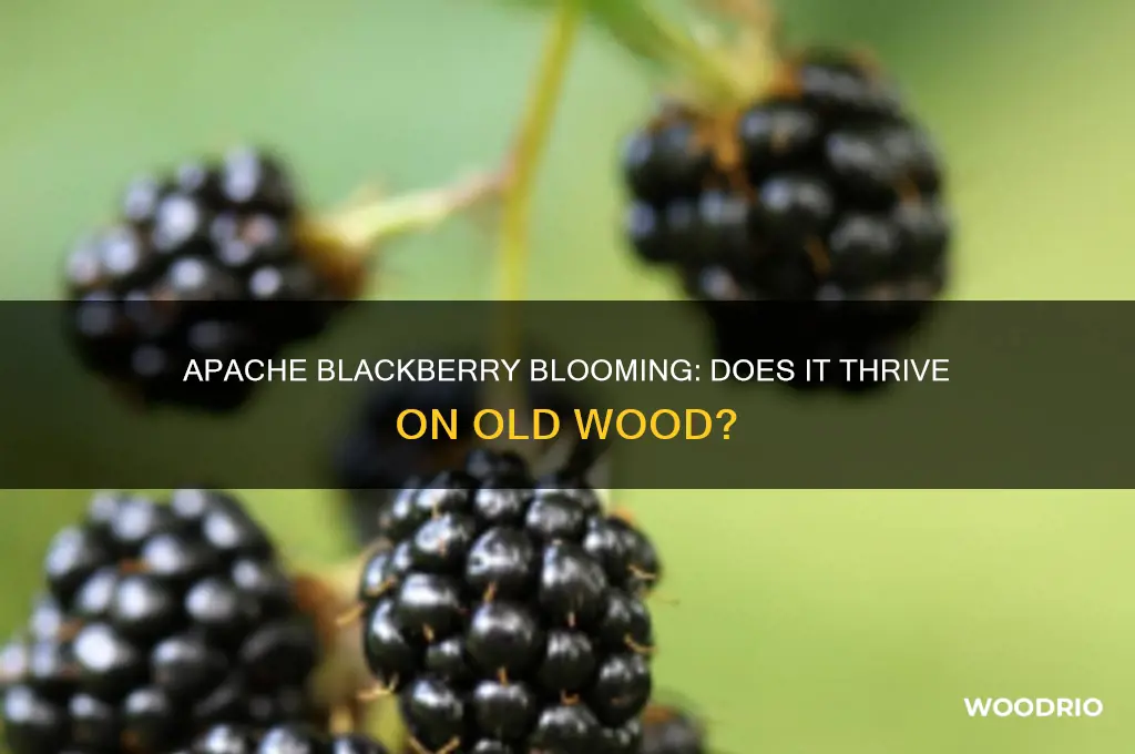 does apache blackberry bloom on old wood