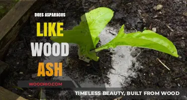 Enriching Soil with Wood Ash: A Boon for Asparagus Growth?