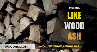 Wood Ash Wonders: A Guide to Fertilizing Basil Naturally