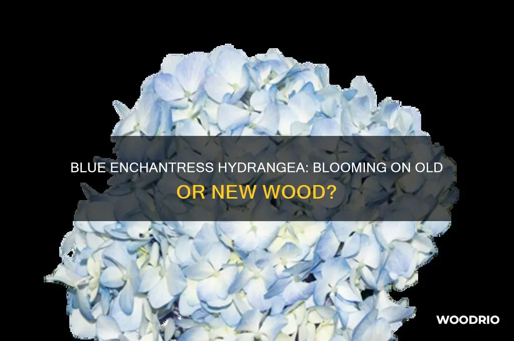 does blue enchantres hydrangea bloom on old or new wood