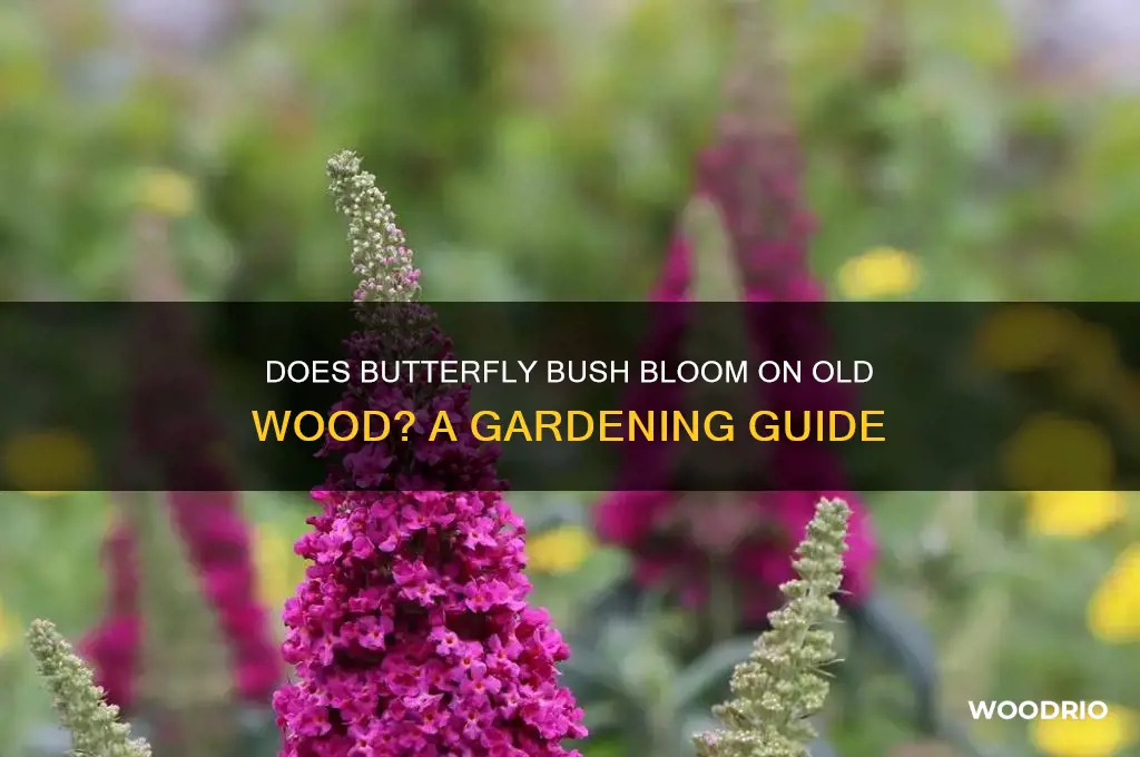 does butterfly bush bloom on old wood