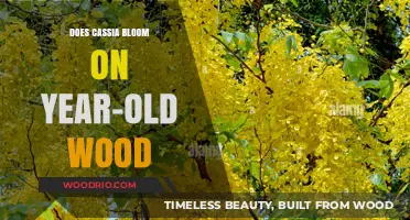 Cassia Blooming Secrets: Year-Old Wood Growth Explained