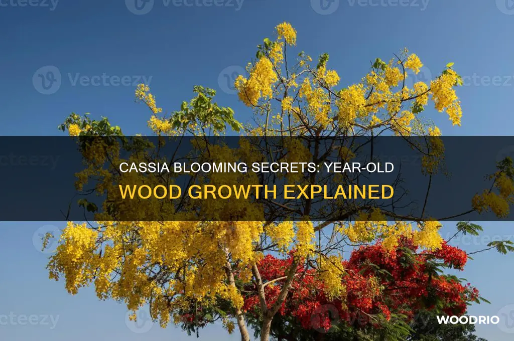 does cassia bloom on year-old wood