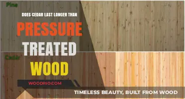 Cedar vs Pressure Treated Wood: Which Lasts Longer Outdoors?