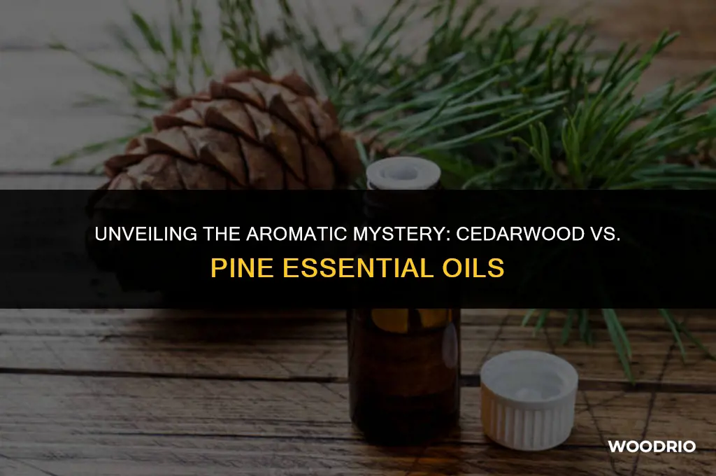 does cedar wood essential oil smell like pine