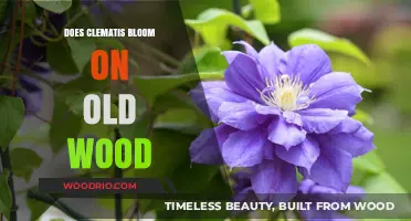 Does Clematis Bloom on Old Wood? Unraveling the Pruning Mystery