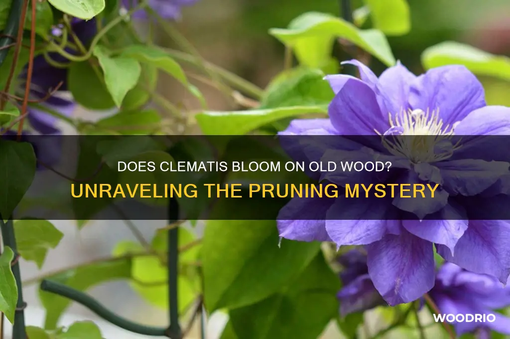 does clematis bloom on old wood
