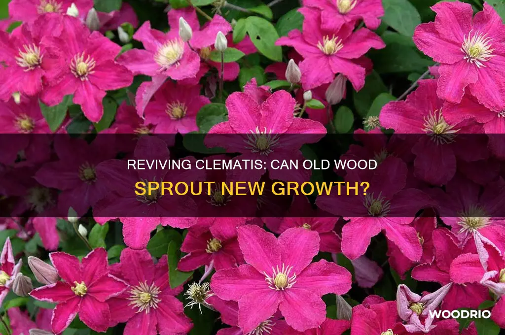 does clematis grow back from old wood