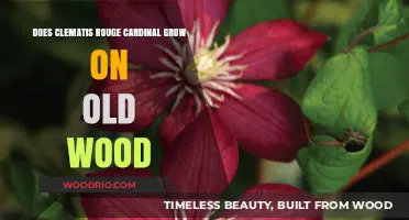 Clematis Rouge Cardinal: Old Wood Growth Explained for Gardeners