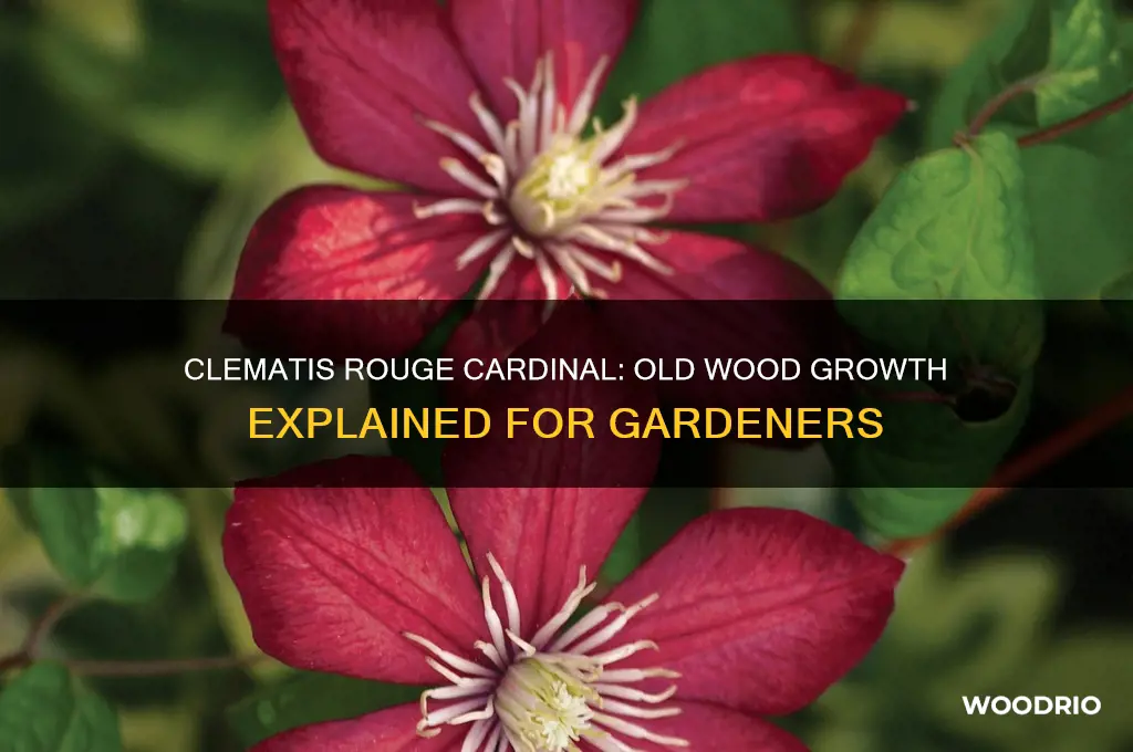 does clematis rouge cardinal grow on old wood
