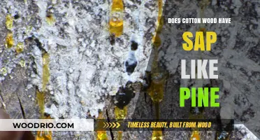 Exploring the Sap Secrets: Cottonwood vs. Pine Trees