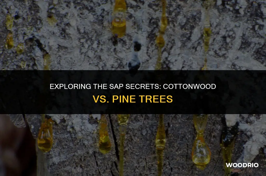 does cotton wood have sap like pine