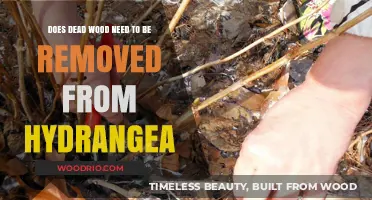 Pruning Hydrangeas: The Debate on Dead Wood Removal