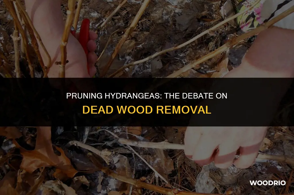 does dead wood need to be removed from hydrangea