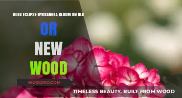 Eclipse Hydrangea Blooming Secrets: Old Wood vs. New Wood