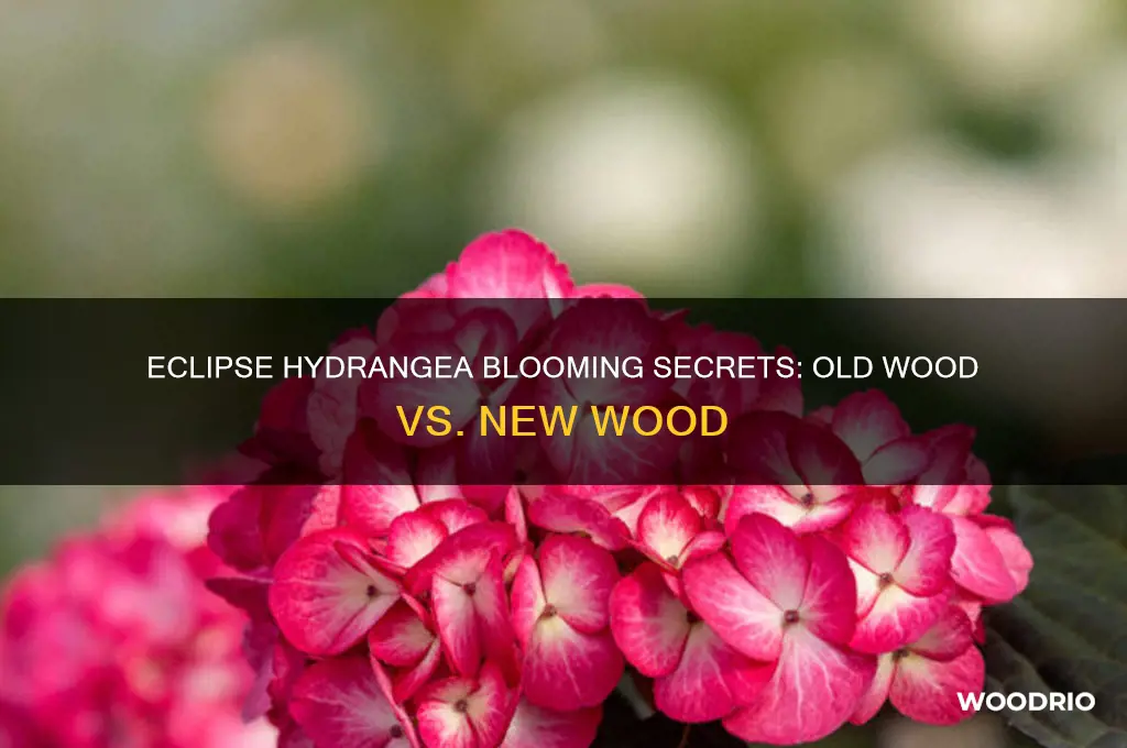 does eclipse hydrangea bloom on old or new wood