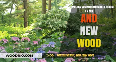 Endless Summer Hydrangea: Blooming on Old and New Wood Explained