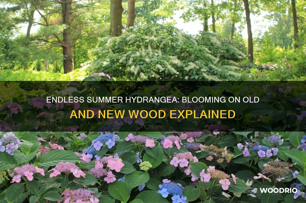 does emdless summer hydrangea bloom on old and new wood