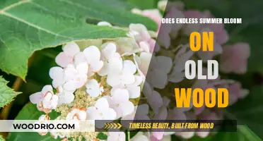 Endless Summer Hydrangeas: Blooming on Old Wood or New Growth?