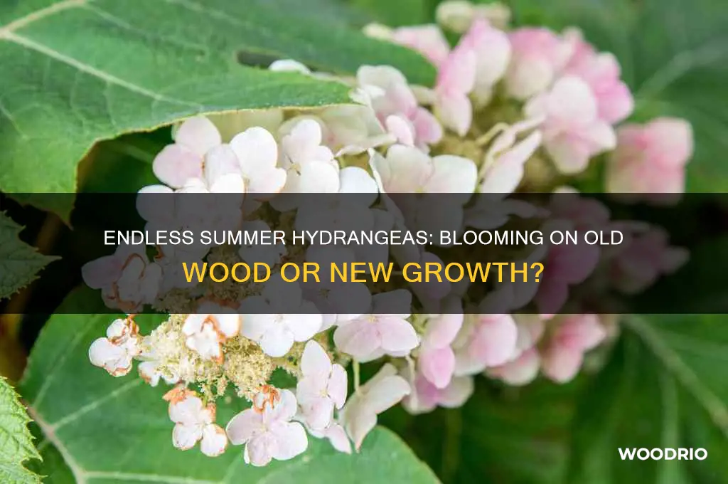 does endless summer bloom on old wood