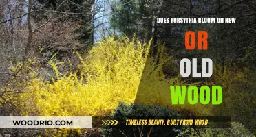 Forsythia Blooming Secrets: New Wood vs. Old Wood Explained