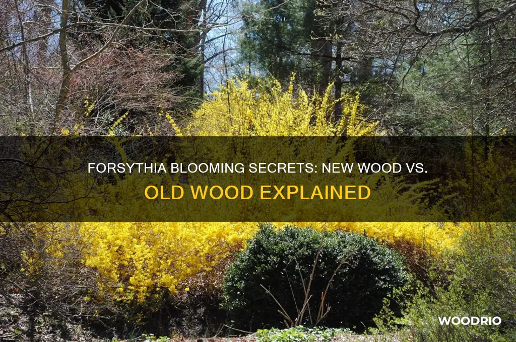 does forsythia bloom on new or old wood