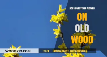 Forsythia Blooming Secrets: Does It Flower on Old Wood?