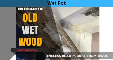 Can Old Wet Wood Harbor Fungus Growth? Uncovering the Truth