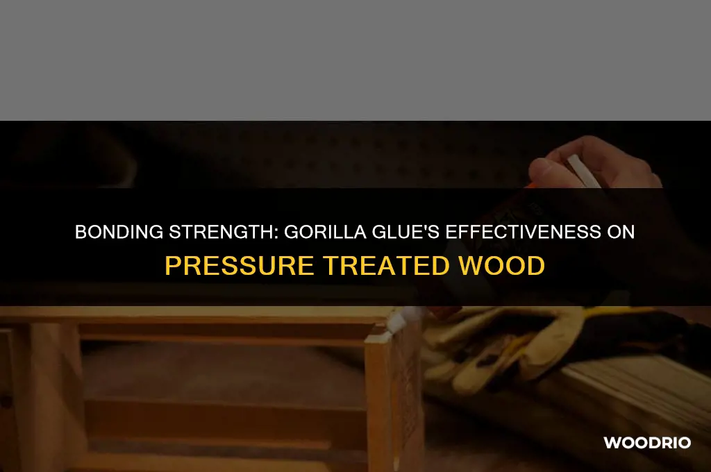 does gorilla glue work on pressure treated wood