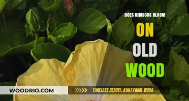 Hibiscus Blooming Secrets: Does It Thrive on Old Wood?