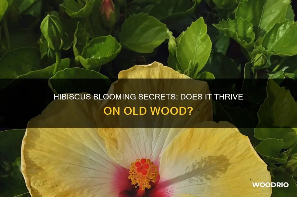does hibiscus bloom on old wood