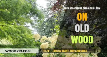 Holodiscus Discolor Blooming Habits: Old Wood or New Growth?
