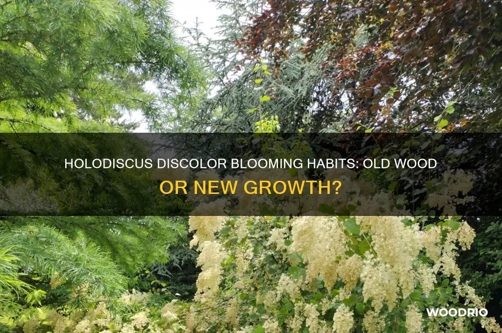 does holodiscus discolor bloom on old wood