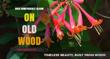 Honeysuckle Blooming Secrets: Does It Thrive on Old Wood?