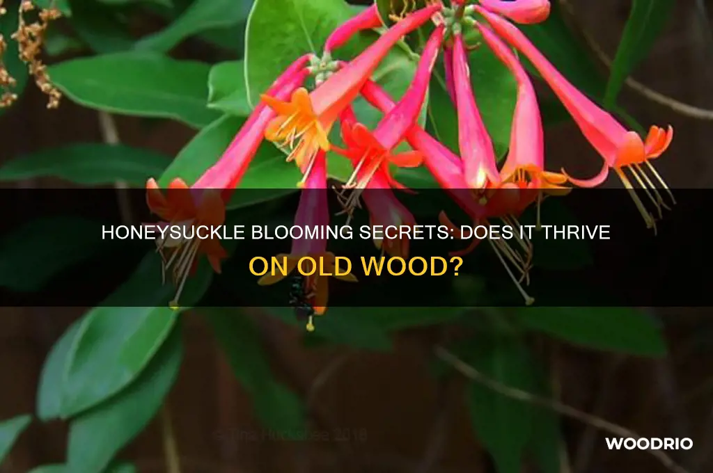 does honeysuckle bloom on old wood