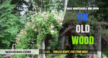 Honeysuckle Vine Growth: Does It Thrive on Old Wood?