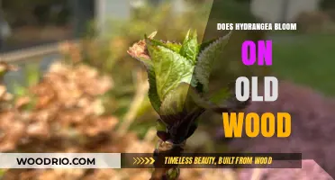 Hydrangea Blooming Secrets: Understanding Old Wood Growth Patterns