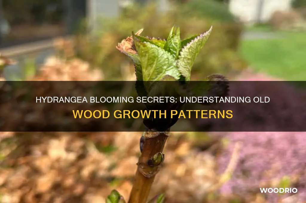 does hydrangea bloom on old wood