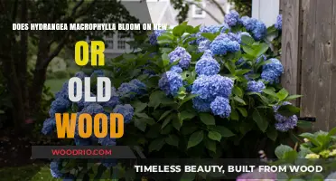 Hydrangea Macrophylla: Blooming on New or Old Wood Explained