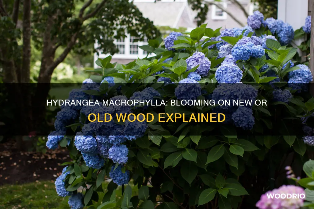 does hydrangea macrophylla bloom on new or old wood