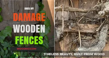 Does Ivy Harm Wooden Fences? Facts and Prevention Tips
