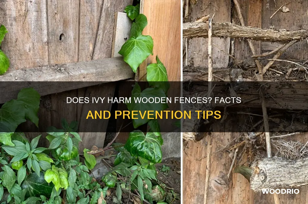 does ivy damage wooden fences